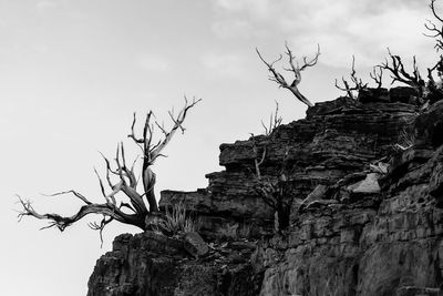 Low angle view of bare trees on rock