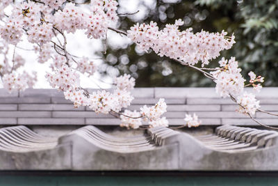 Close-up of cherry blossom tree