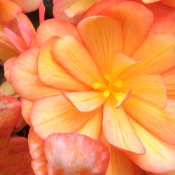 Macro shot of yellow flower