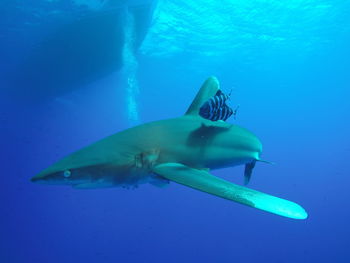 White tip shark with company