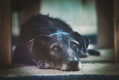 Portrait of black dog resting on floor at home