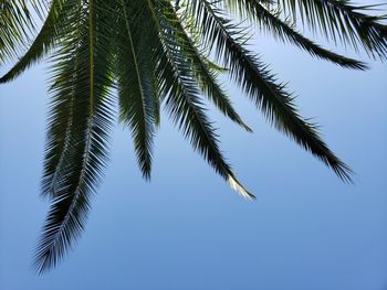 palm tree