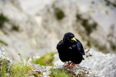 Black bird perching on rock