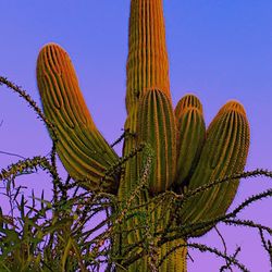 Low angle view of plants against clear blue sky