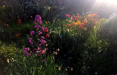 Flowers growing at night