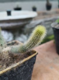 Close-up of succulent plant