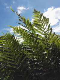 Low angle view of fern leaves against sky