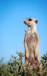 Low angle view of mertkat standing against clear blue sky