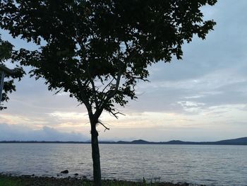 Silhouette tree by sea against sky during sunset