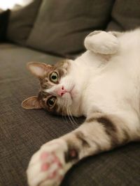 Portrait of cat relaxing on bed