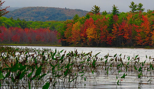 Plants by lake during autumn