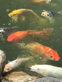 Fish swimming in sea