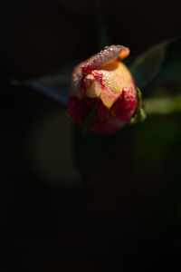 Close-up of red rose on black background