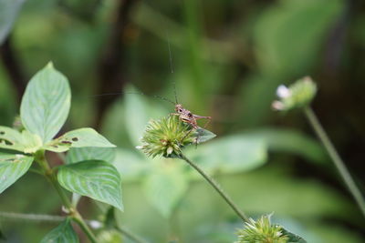 Close-up of insect on plant