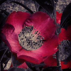 Close-up of red rose