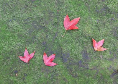 High angle view of red maple leaves on grass