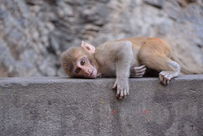 Lying baby monkey