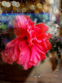 Close-up of water drops on flower