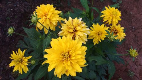 Close-up of yellow flowers