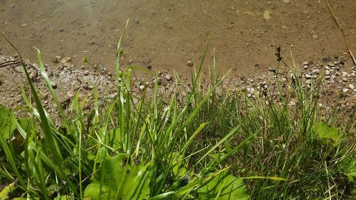 High angle view of grass growing in field