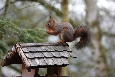 Close-up of squirrel eating tree