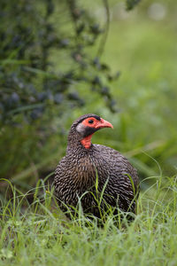 Close-up of bird on grass