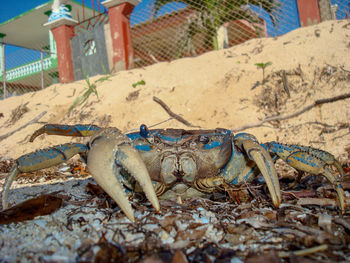 Close-up of crab on sand