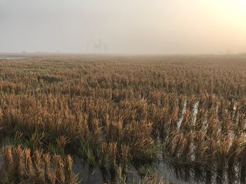 Scenic view of field against clear sky