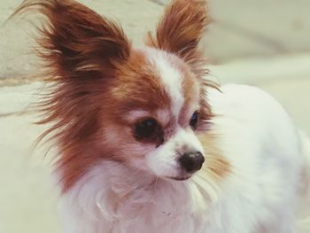 Close-up of a dog looking away