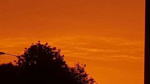 Silhouette bird perching on tree against orange sky