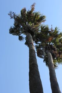 Low angle view of trees against clear blue sky