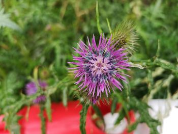 Close-up of thistle flower
