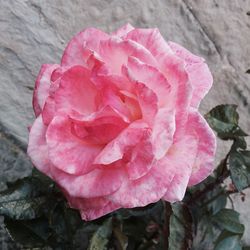 Macro shot of pink rose flower