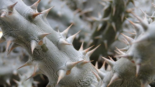 Full frame shot of succulent plants