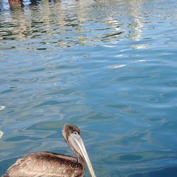 High angle view of duck swimming in lake