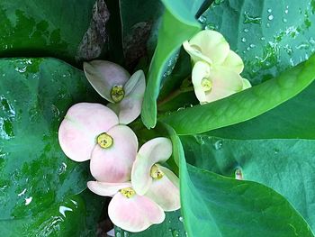 Close-up of flowers against water