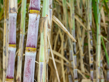 Close-up of bamboo on field