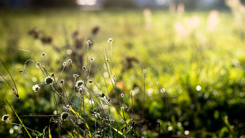 Close-up of plants growing on field