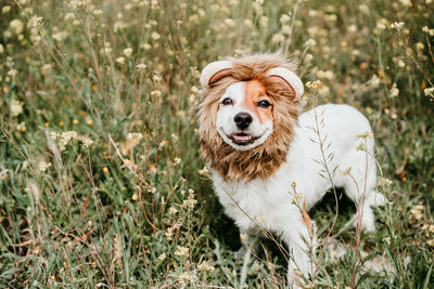 Portrait of dog standing in field