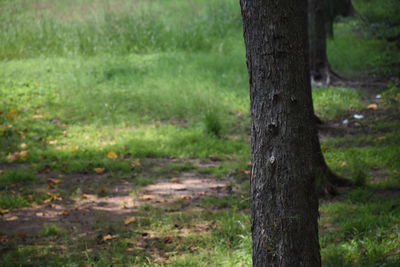Close-up of tree trunk in forest