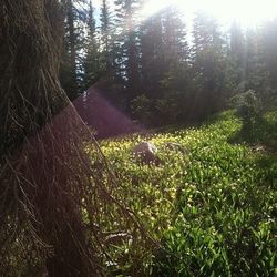 Sun shining through trees on grassy field