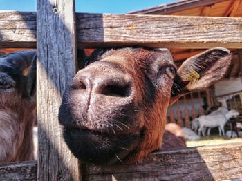 Close-up of donkey