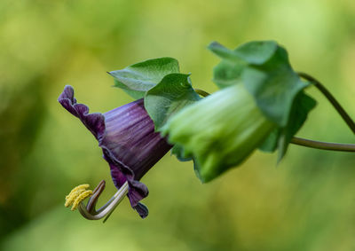 Close-up of purple flowering plant