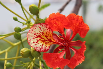 Close-up of red flowering plant