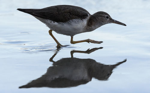 Side view of a bird in lake