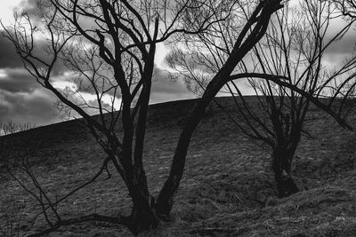 Bare tree on landscape against sky