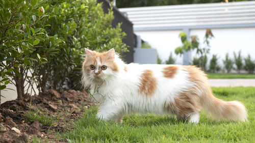 Portrait of a cat in grass