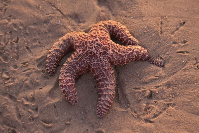 High angle view of crab on sand