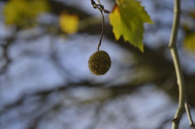 Close-up of plant growing on tree