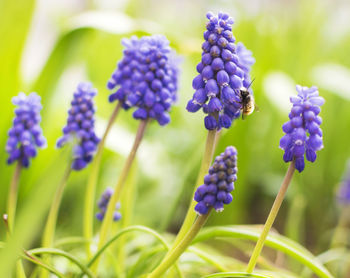 Close-up of purple lavender flowers